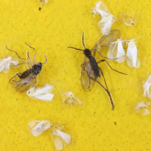 Insect and Mouse Trap